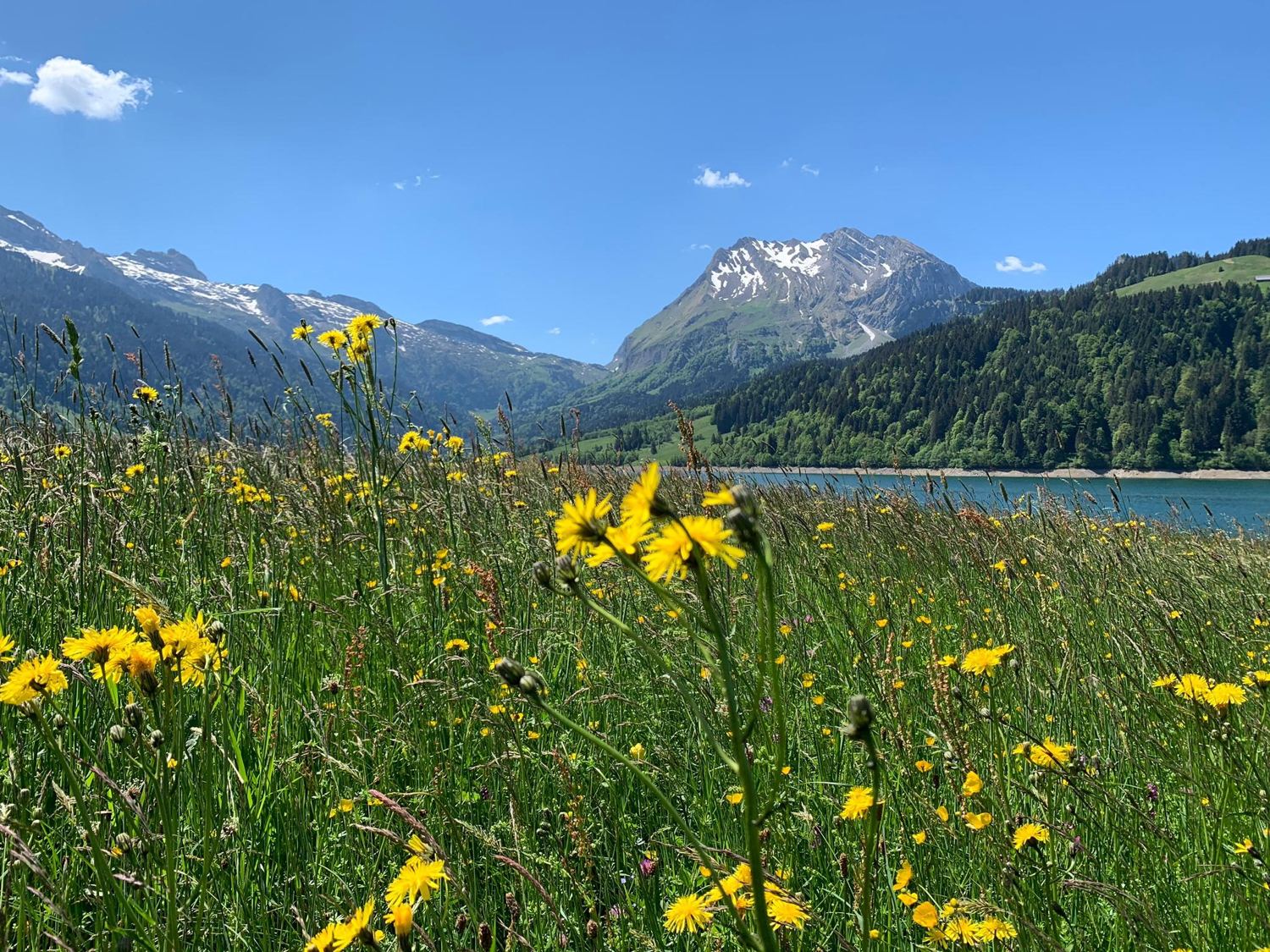 Blumenwiese am Wägitalersee mit Bergsicht